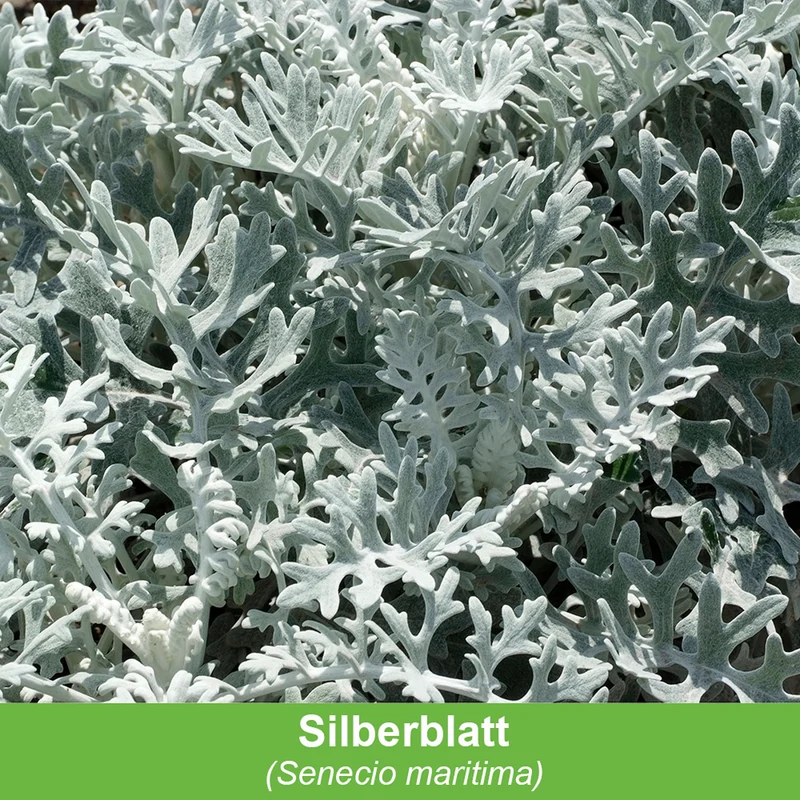 Balkonblumen "Silberner Herbst"