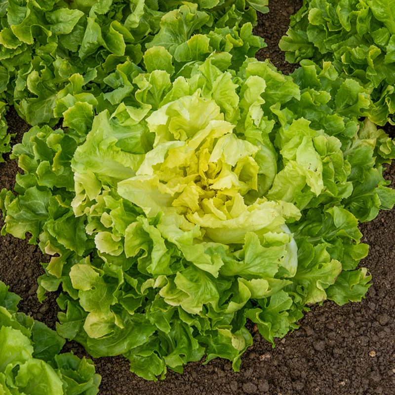 Endiviensalat ‘Blonde a cœur plein’