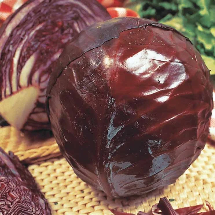 Rotkohl ‘Tete Noire 3’