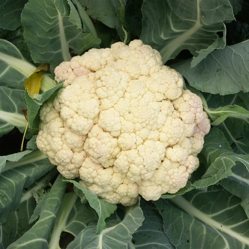Blumenkohl ‘Merveille de toutes saisons’