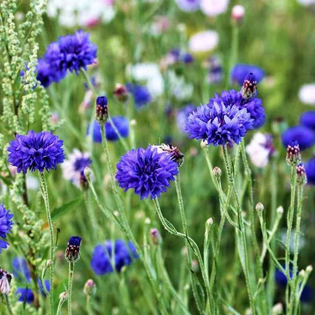 Kornblume Blue Boy