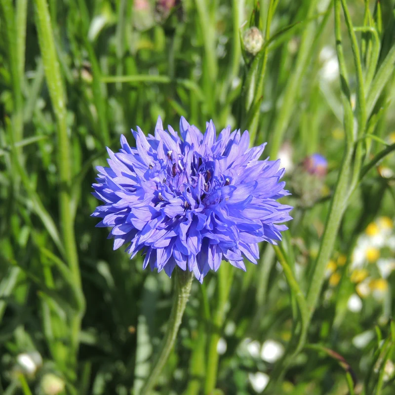 Kornblume Blue Boy