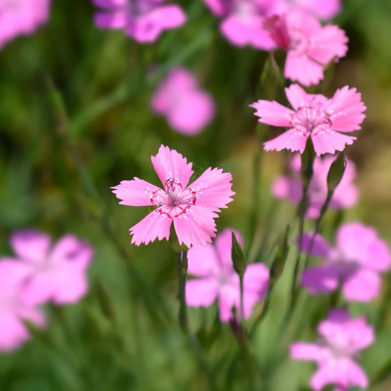 Stein-Nelke 'Rosea'