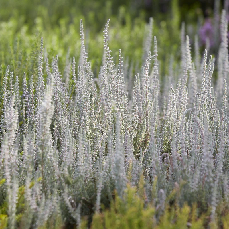Sommerheide 'Silver Knight'