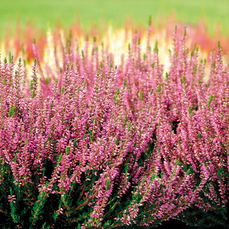 Sommerheide Marlies
