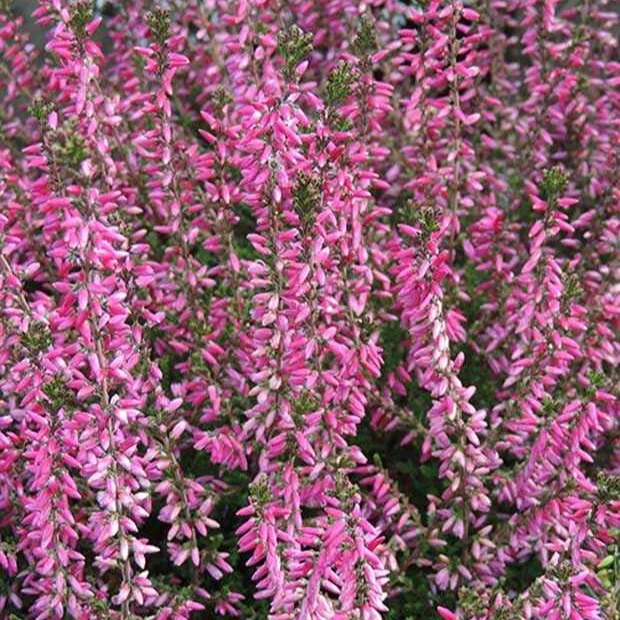 Sommerheide Marlies