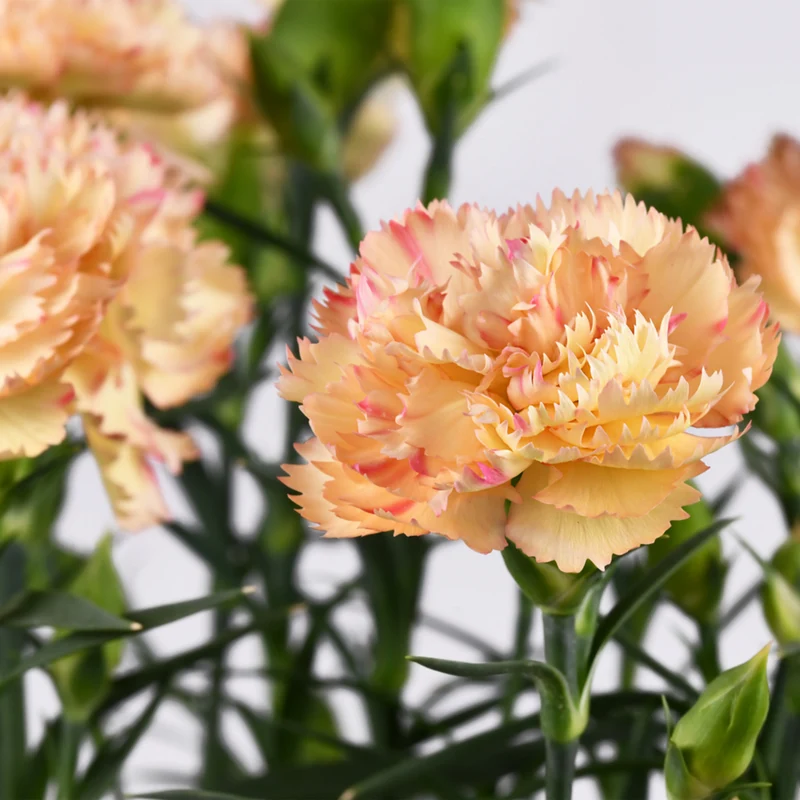 Gartennelken 'Devon Cream'