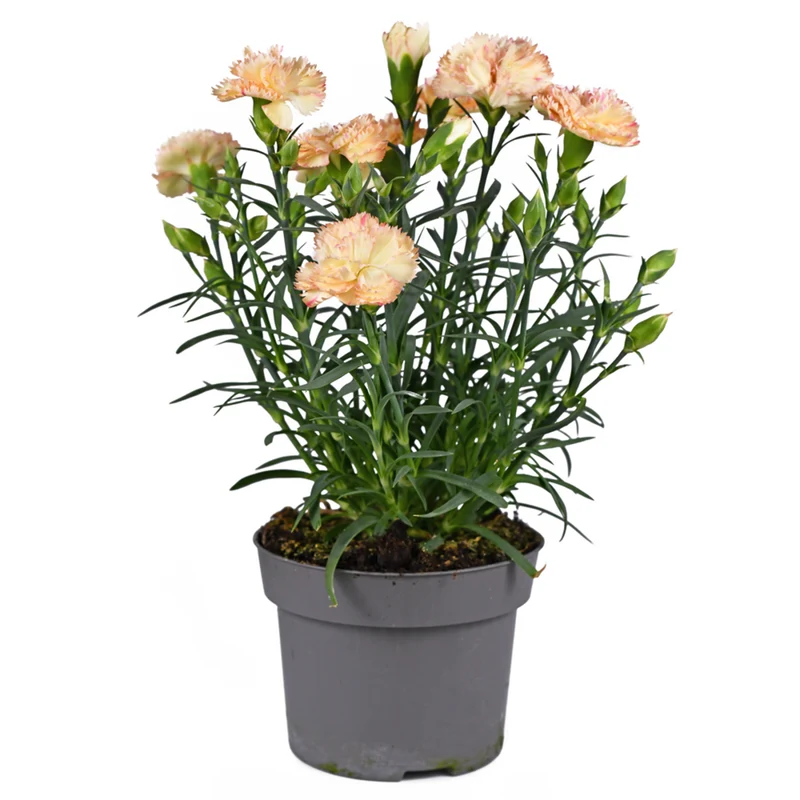 Gartennelken 'Devon Cream'