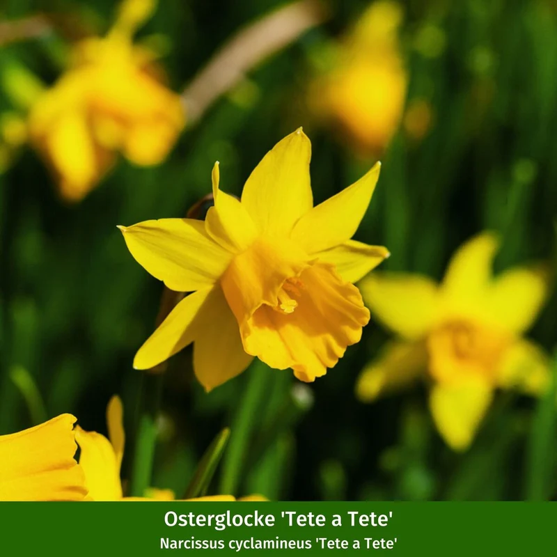Balkonblumen "Frühlingsboten"