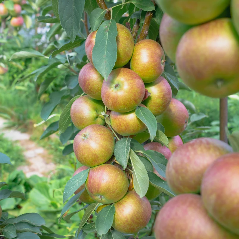 Bio Säulenapfel 'Aromaspur'