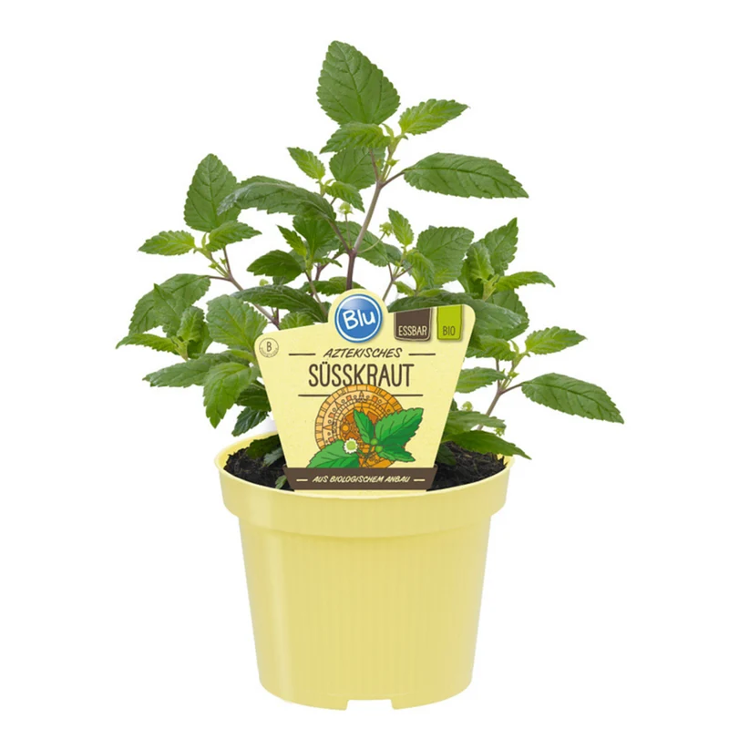 Bio aztekisches Süßkraut