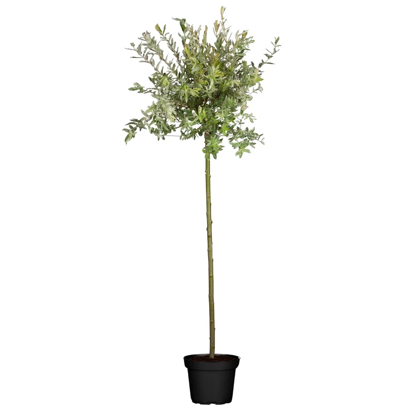 Harlekinweide 'Hakuro Nishiki' Stämmchen