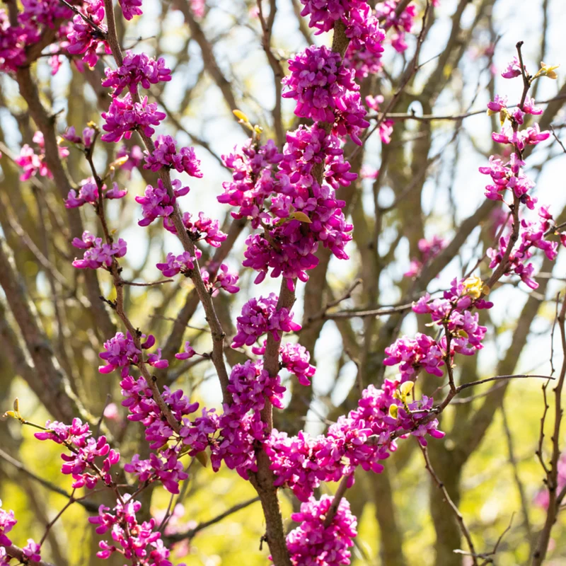 Chinesischer Herzblattbaum 'Avondale'