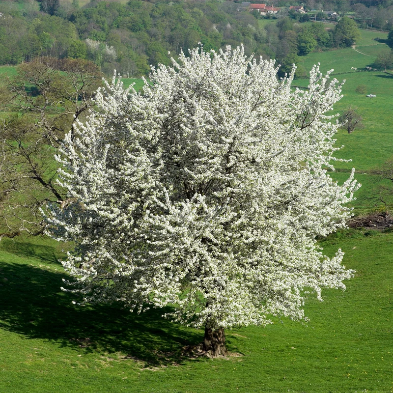 Vogelkirsche