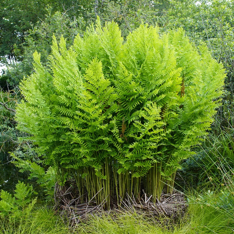 Königlicher Osmonde
