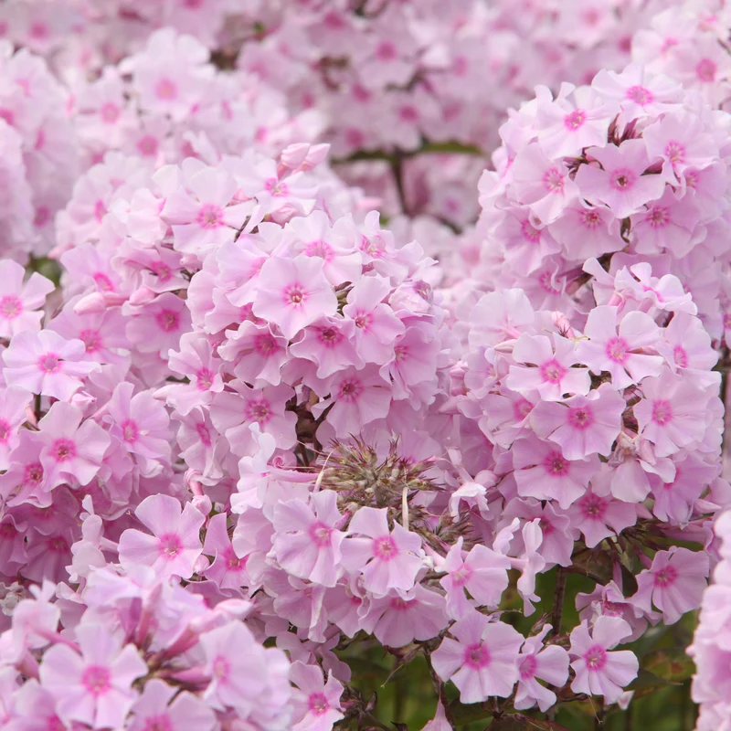 Flammenblume ‘Rosa Pastell’