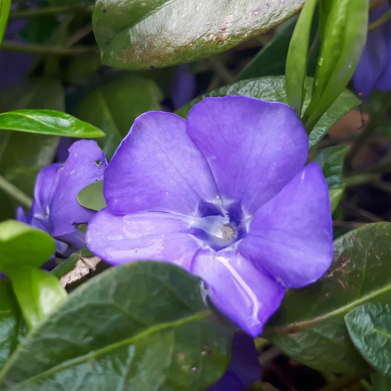 Kleines Immergrün ‘Flower Power’