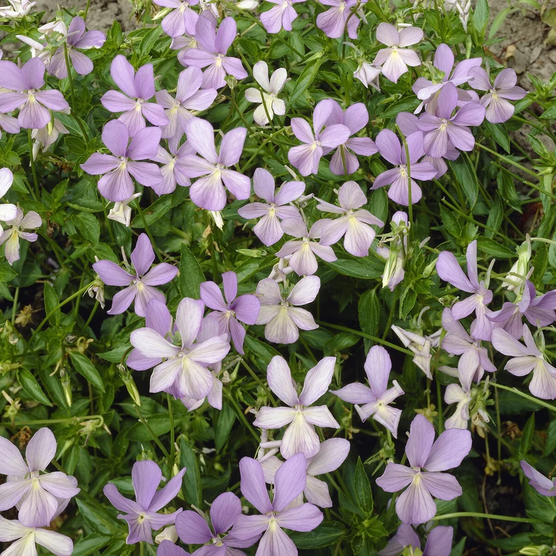 Gehörntes Stiefmütterchen 'Boughton Blue'