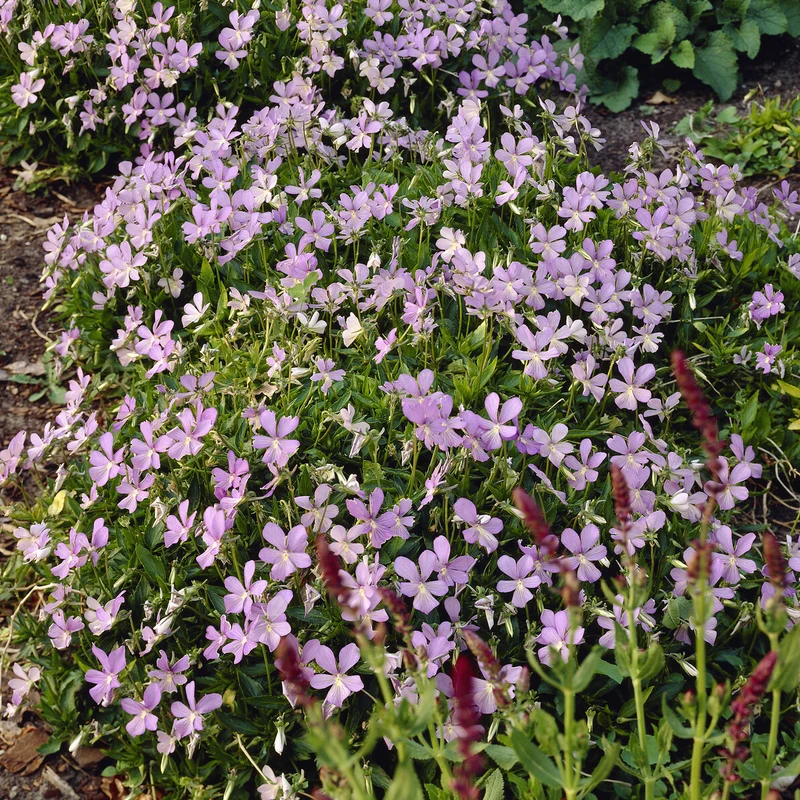Gehörntes Stiefmütterchen 'Boughton Blue'