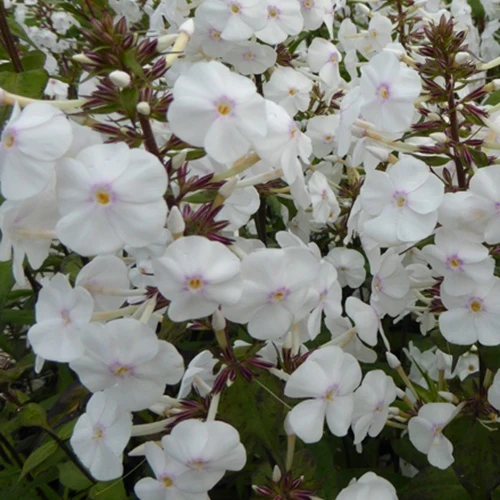 Phlox Avalanche Gefleckter Phlox Schneelawine