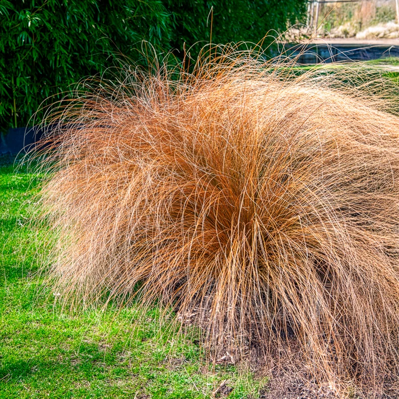 Federborstengras 'Herbstzauber'