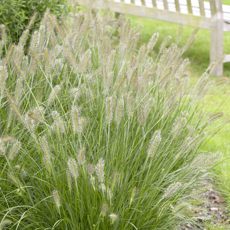 Federborstengras 'Herbstzauber'