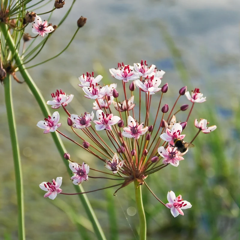 Blumenbinse