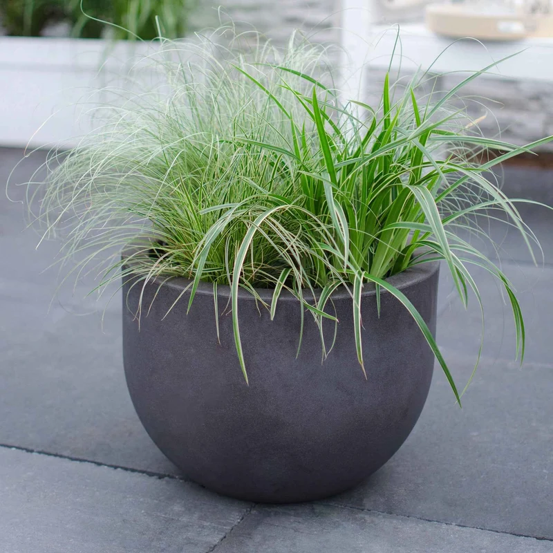 Segge 'Variegata'