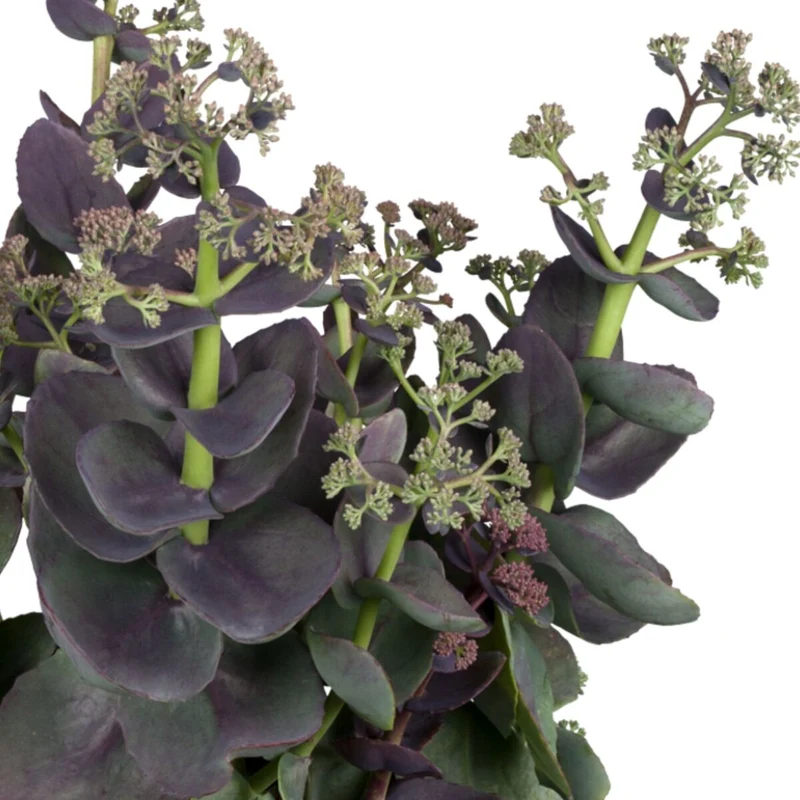 Purpur-Fetthenne 'Purple Emperor'