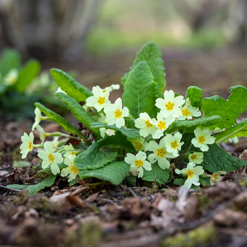Gartenprimel