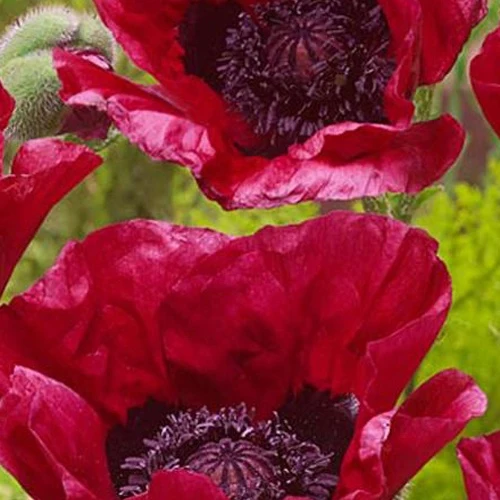 Orientalischer Mohn Marlene