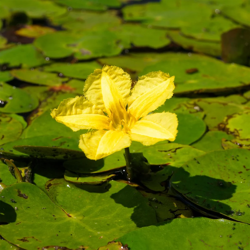 Limnantheme Falsche Seerose