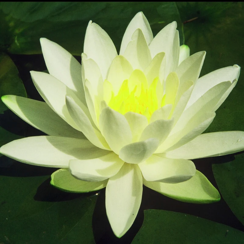 Seerose Gladstoniana