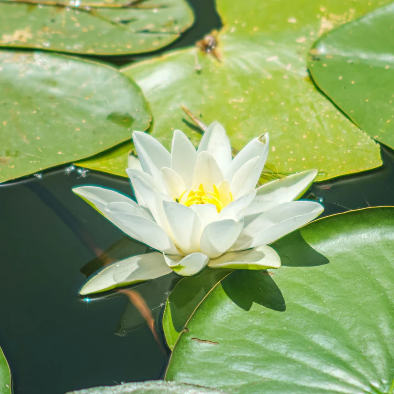 Seerose Gladstoniana
