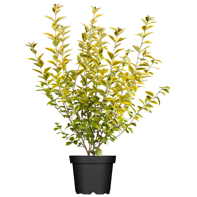 Goldliguster 'Aureum'