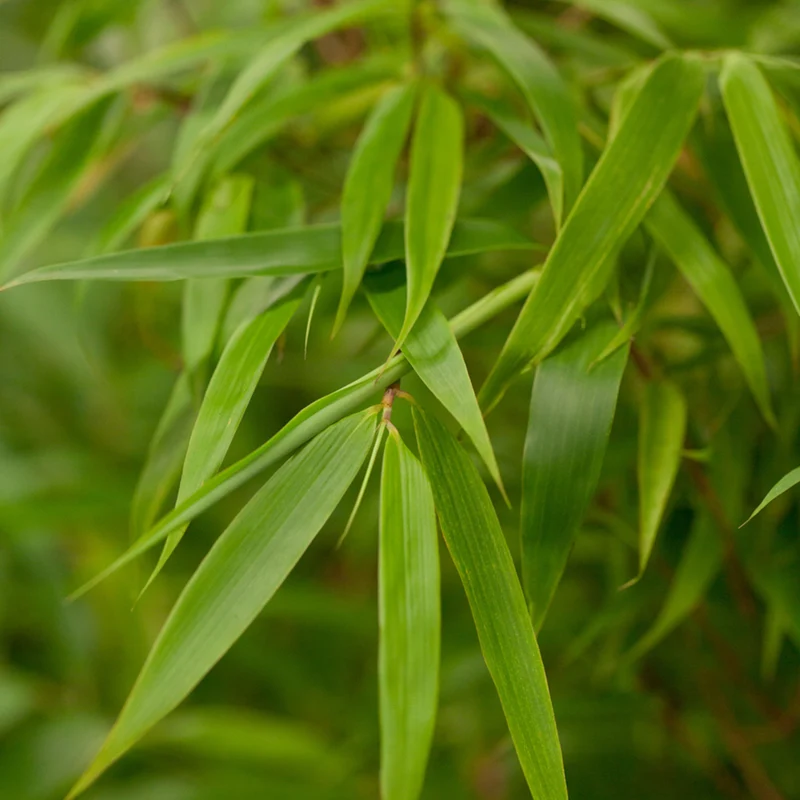 Bambus 'Fargesia Rufa'
