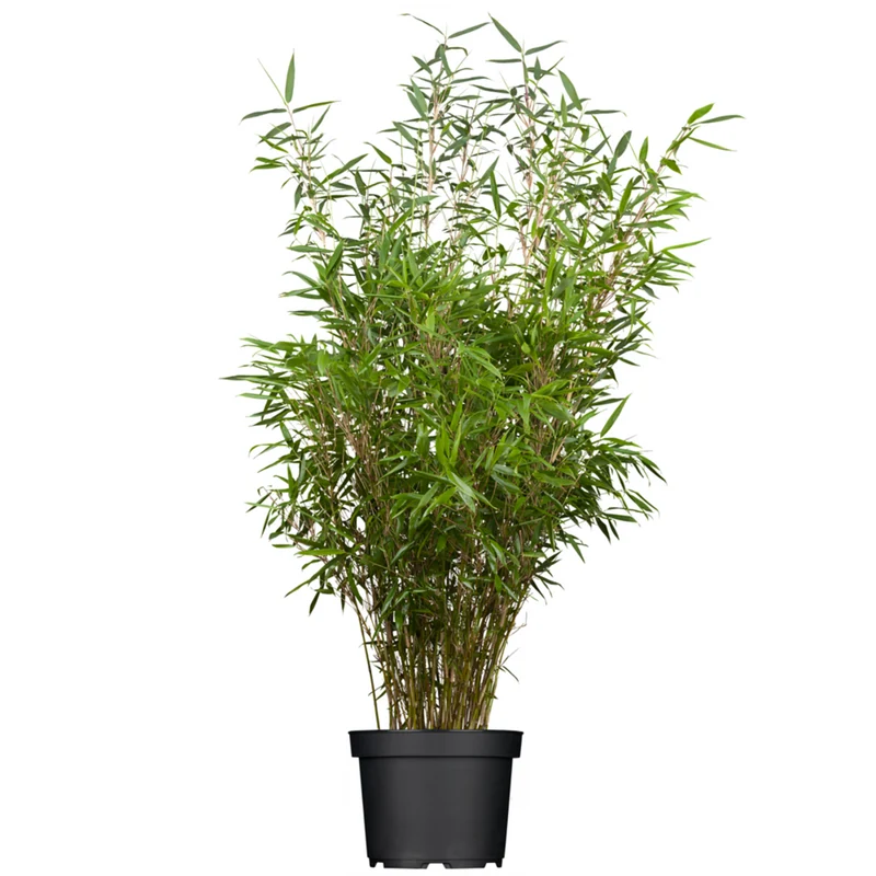 Bambus 'Fargesia Rufa'