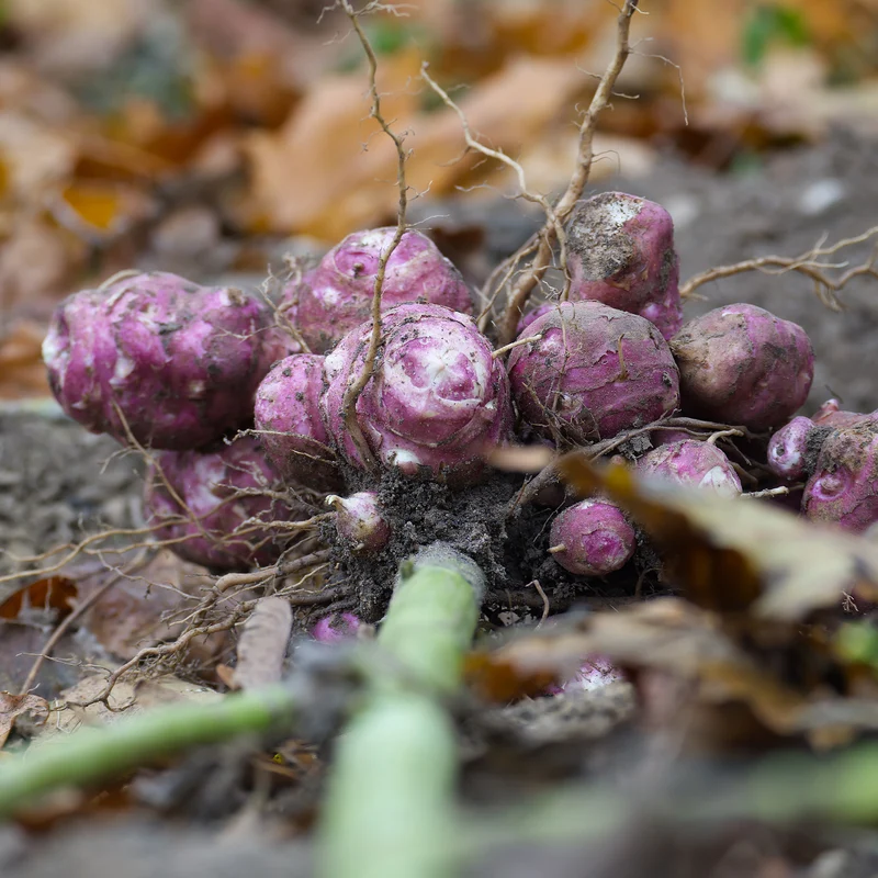 Topinambur violett (x5)