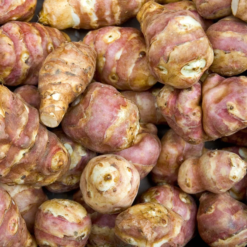 Topinambur violett (x5)