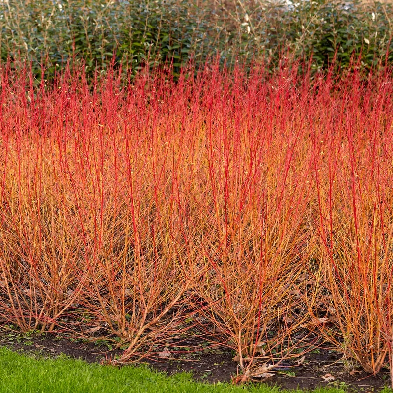 Blutroter Hartriegel Midwinter Fire