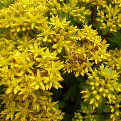 Hybrid-Knabenkraut Immergrünchen (x3)