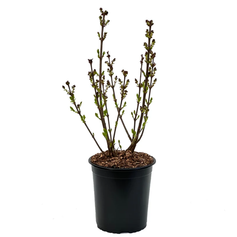 Zwergflieder 'Lillifee®'