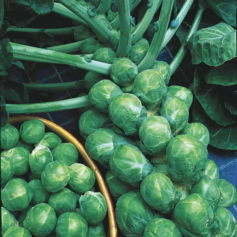 Rosenkohl ‘De Rosny’