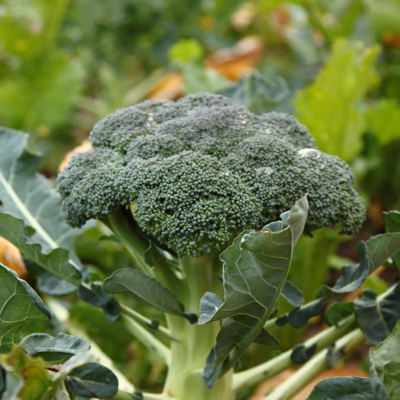 Brokkoli ‘Calabrese Natalino’