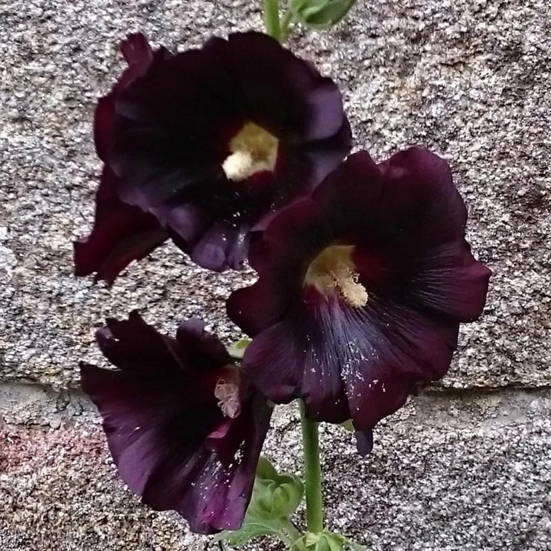 Stockrose schwarz