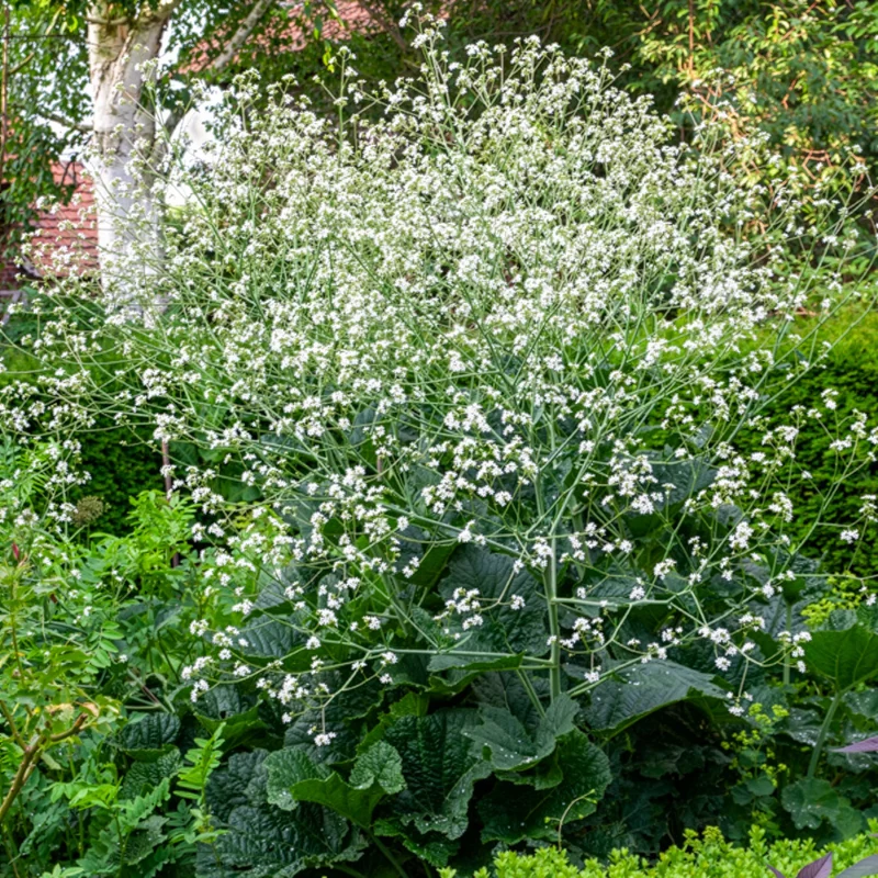 Herzblättriger Blütenkohl