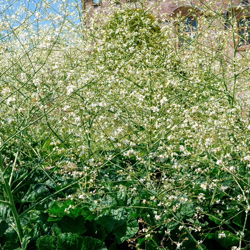 Herzblättriger Blütenkohl