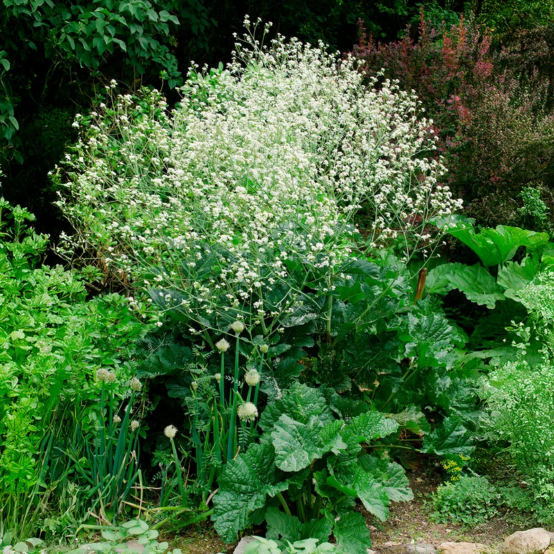 Herzblättriger Blütenkohl