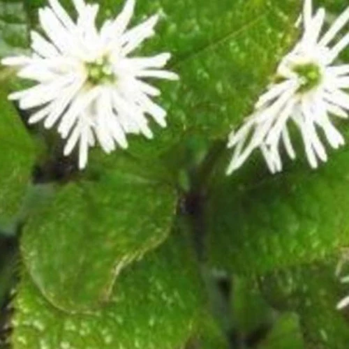 Japanischer Chloranthe