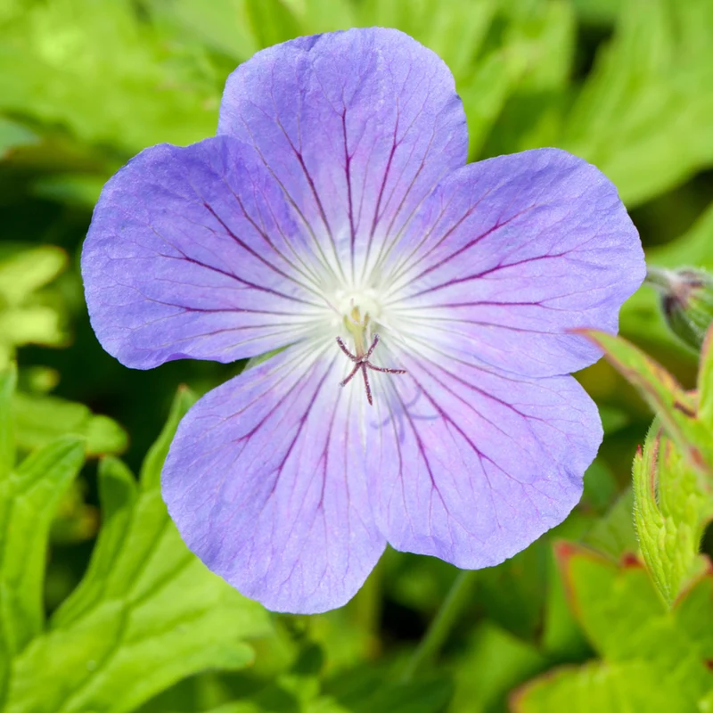 Storchschnabel 'Johnson´s Blue'